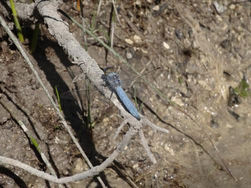 Orthetrum brunneum